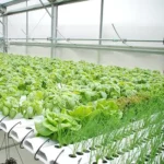 Erwon Liquid Hydroponic A&B Fertilizer From Sansar Green