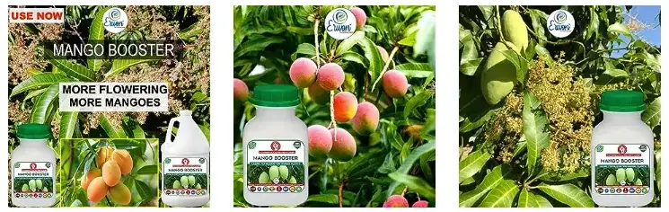 Erwon Mango Booster Liquid Fertilizer From Sansar Green