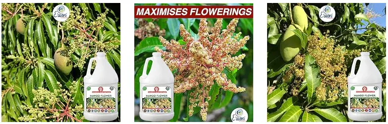 Erwon Mango Flower Fertilizer For Mango Plants