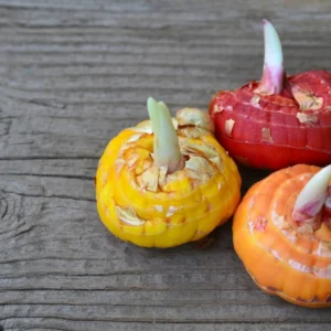 Gladiolus Flower Bulbs