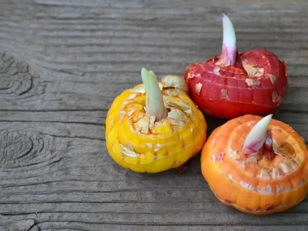 Gladiolus Flower Bulbs