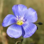Erwon Blue Flex Seeds