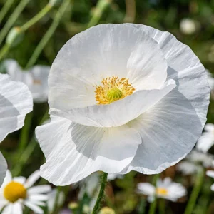 Erwon White Poppy Seeds