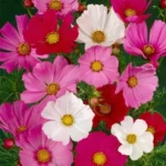 Sansar Green Cosmos Flower Seeds From Sansar Green