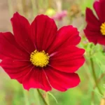 Sansar Green Cosmos Flower Seeds From Sansar Green