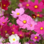 Sansar Green Cosmos Flower Seeds From Sansar Green