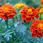 Sansar Green Marigold Flower Seeds From Sansar Green