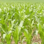 Sansar Green Baby Corn Seeds From Sansar Green