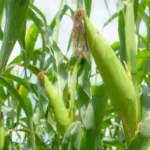 Sansar Green Baby Corn Seeds From Sansar Green