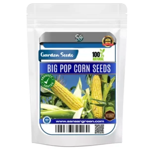 Sansar Green Big Pop Corn Seeds From Sansar Green