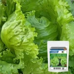 Sansar Green Combo Pack of 5 Leafy Vegetable Seeds