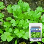 Sansar Green Combo Pack of 5 Leafy Vegetable Seeds