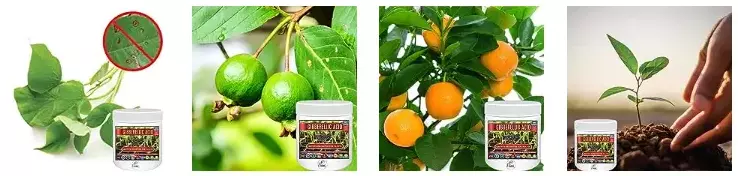 Erwon Gibberellic Acid For Plants from Sansar Green