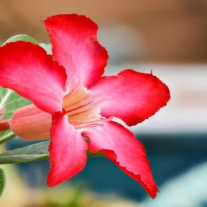 Sansar Green Adenium Flower Seeds