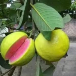 Erwon Guava Growth Booster Liquid Fertilizer From Sansar Green