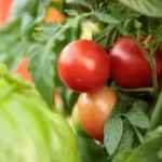 Erwon Tomato Booster Liquid Fertilizer From Sansar Green