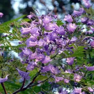 Sansar Green Blue Jacaranda Seeds From sansar Green