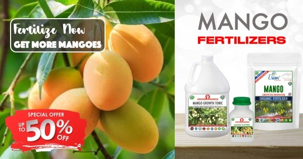 Erwon mango fertilizer