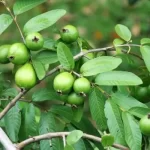 Erwon Guava Fruit Tonic Liquid Fertilizer