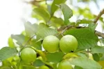 Erwon Guava Fruit Tonic Liquid Fertilizer