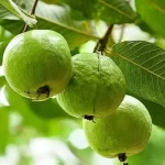 Erwon Guava Fruit Tonic Liquid Fertilizer