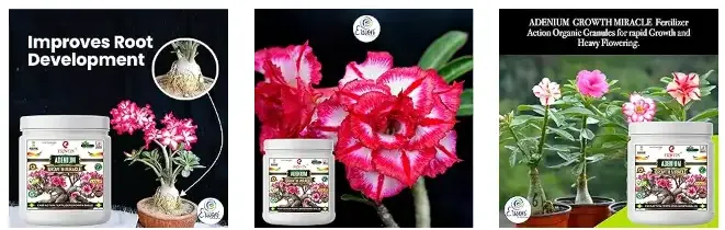 Erwon Adenium growth Miracle Fertilizer