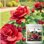 Erwon Rose Growth Miracle