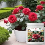 Erwon Rose Growth Miracle