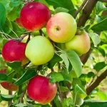Erwon Apple Growth Fertilizer