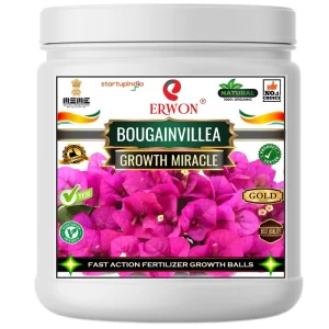 Er_Bougainvillea_growth_miracle