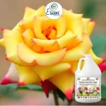 Er_Flower_Booster