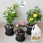 Er_Flower_Booster