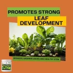 Er_Leafy_Vegetable_Growth_Miracle