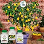 Er_Lemon
