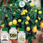Er_Lemon