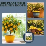 Er_Lemon_Growth_Miracle