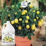Er_Lemon_fruit_Tonic
