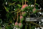 Er_Mango_Fruit_Tonic