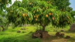 Er_Mango_Fruit_Tonic