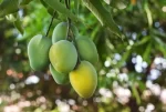 Er_Mango_Fruit_Tonic