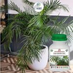 Er_Palm_Growth_Tonic