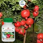 Er_Pomegranate