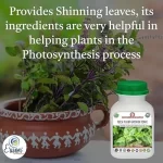 Er_Tulsi_Plant_Growth