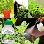 Er_Tulsi_Plant_Growth