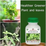 Er_Tulsi_Plant_Growth