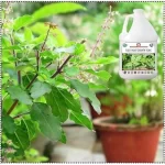 Er_Tulsi_Plant_Growth