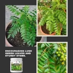 curry_plant_growth_miracle_fertilizer