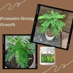 curry_plant_growth_miracle_fertilizer
