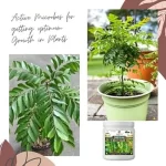 curry_plant_growth_miracle_fertilizer